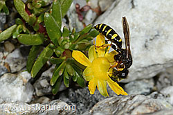 Crabro peltatus on Saxifraga aizoides (C346017)