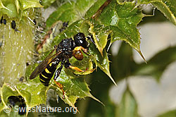 Crabro peltatus on Cirsium spinosissimum (C346061)
