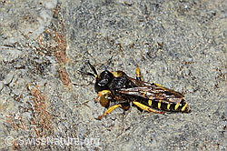 Crabro peltatus (C346064)