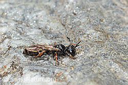 Crabro alpinus (C346066) Crabro alpinus (C346066)