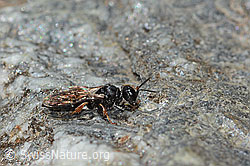 Crabro alpinus (C346067) Crabro alpinus (C346067)