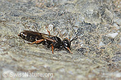 Crabro alpinus (C346068) Crabro alpinus (C346068)