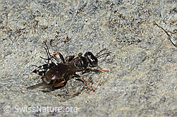Crabro alpinus (C346071) Crabro alpinus (C346071)