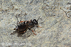 Crabro alpinus (C346072) Crabro alpinus (C346072)