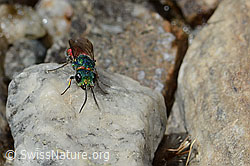 Chrysis ruddii (C346081) Chrysis ruddii (C346081)