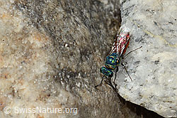 Chrysis ruddii (C346084) Chrysis ruddii (C346084)