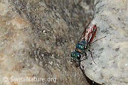 Chrysis ruddii (C346086) Chrysis ruddii (C346086)