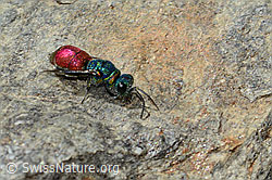 Chrysis ruddii (C346088) Chrysis ruddii (C346088)
