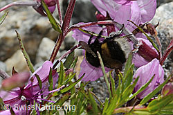 Bombus cryptarum on Epilobium fleischeri (C346098)