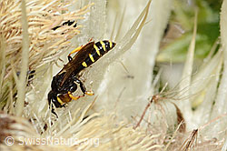 Crabro peltatus on Cirsium spinosissimum (C346102)