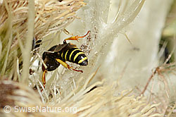 Crabro peltatus on Cirsium spinosissimum (C346103)