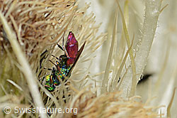 Chrysis ruddii on Cirsium spinosissimum (C346109) Chrysis ruddii on Cirsium spinosissimum (C346109)
