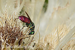 Chrysis ruddii on Cirsium spinosissimum (C346116) Chrysis ruddii on Cirsium spinosissimum (C346116)