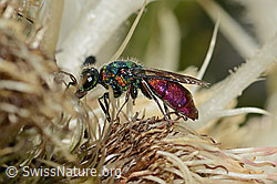 Chrysis ruddii on Cirsium spinosissimum (C346118) Chrysis ruddii on Cirsium spinosissimum (C346118)