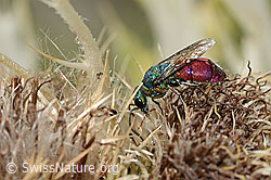 Chrysis ruddii on Cirsium spinosissimum (C346120) Chrysis ruddii on Cirsium spinosissimum (C346120)