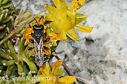 Crabro peltatus on Saxifraga aizoides (C346131)