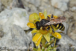 Crabro peltatus on Saxifraga aizoides (C346133)