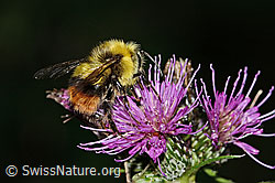 Sumpf-Kratzdistel (Cirsium palustre)