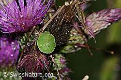 Grüne Stinkwanze (Palomena prasina)