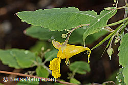 Wald-Springkraut (Impatiens noli-tangere) (25.07.2025, C346503)