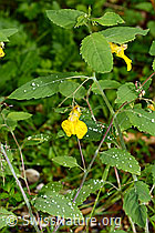 Wald-Springkraut (Impatiens noli-tangere) (25.07.2025, C346506)