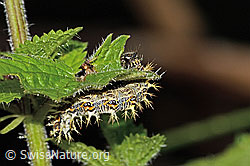 Neu in SwissNature.org: C-Falter Raupe (Polygonia c-album) an Grosser Brennnessel (Urtica diocia)