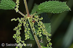 Grosse Brennnessel (Urtica diocia) (C346535) Grosse Brennnessel (Urtica diocia) (C346535)