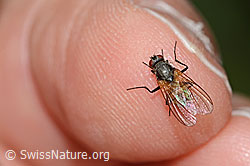 Braunschwarze Schweissfliege (Thricops semicinereus) (C346542) Braunschwarze Schweissfliege (Thricops semicinereus) (C346542)