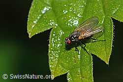 Braunschwarze Schweissfliege (Thricops semicinereus) (C346548) Braunschwarze Schweissfliege (Thricops semicinereus) (C346548)