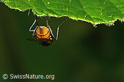 Braunschwarze Schweissfliege (Thricops semicinereus) (C346549) Braunschwarze Schweissfliege (Thricops semicinereus) (C346549)