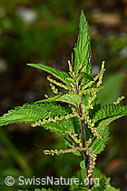 Grosse Brennnessel (Urtica diocia) (C346554) Grosse Brennnessel (Urtica diocia) (C346554)