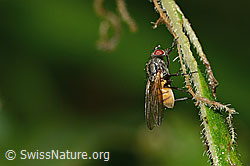 C346571: Braunschwarze Schweissfliege (Thricops semicinereus)