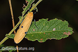 Neu in SwissNature.org: Vierpunkt-Flechtenbärchen (Lithosia quadra)