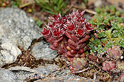 C349219: Dunkler Mauerpfeffer (Sedum atratum)