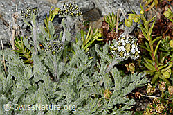 Achillea nana (C349224) Achillea nana (C349224)
