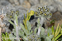 Achillea nana (C349225) Achillea nana (C349225)