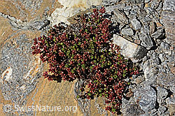 Zweiblütiger Steinbrech (Saxifraga biflora) (C349229)