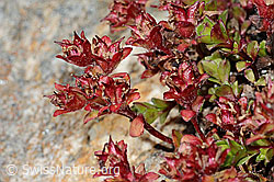 Zweiblütiger Steinbrech (Saxifraga biflora) (C349230)
