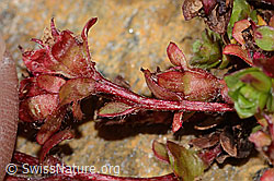 Zweiblütiger Steinbrech (Saxifraga biflora) (C349234)