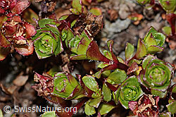 Zweiblütiger Steinbrech (Saxifraga biflora) (C349235)