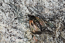 C349239: Alpen-Widderchen (Zygaena exulans)