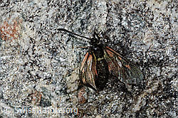 C349240: Alpen-Widderchen (Zygaena exulans)