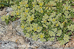 Herniaria alpina (C349241) Herniaria alpina (C349241)