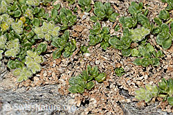 Herniaria alpina (C349243) Herniaria alpina (C349243)