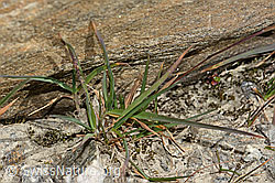 Alpen-Rispengras (Poa alpina) (C349249) Alpen-Rispengras (Poa alpina) (C349249)