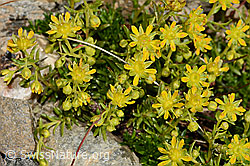 Bewimperter Steinbrech (Saxifraga aizoides) (C349277)