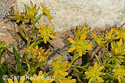 Bewimperter Steinbrech (Saxifraga aizoides) (C349278)