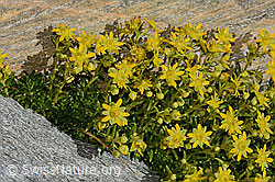 Bewimperter Steinbrech (Saxifraga aizoides) (C349279)
