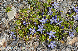 Campanula cenisia (C349320) Campanula cenisia (C349320)