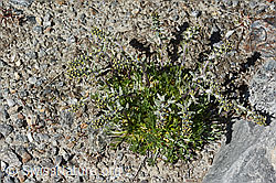 Artemisia genipi (C349327) Artemisia genipi (C349327)